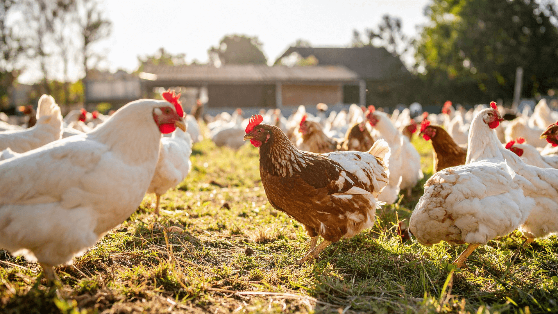 Two Ton Farm - Poultry farming operation in South Carolina